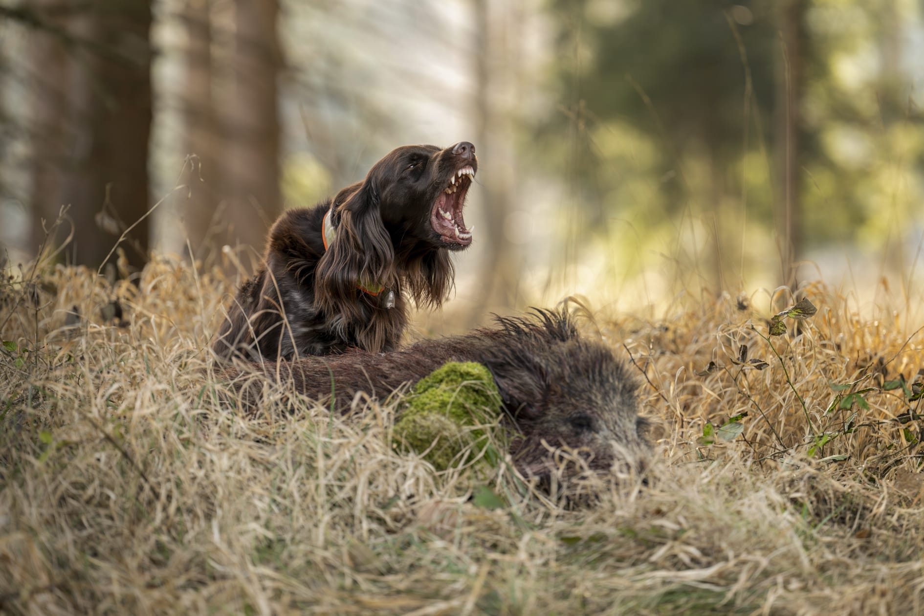 Jagdhund Carlo am Schwarzwild