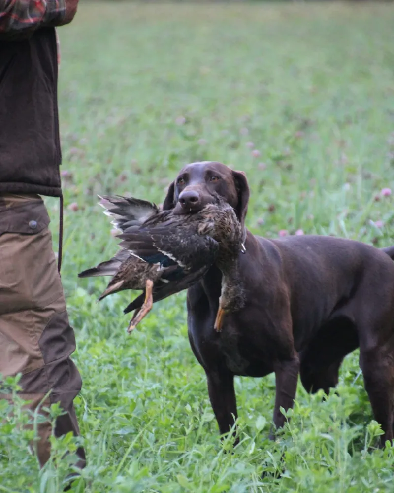 Jagdhund mit apportierter Ente neben seinem Hundeführer auf einer Wiese