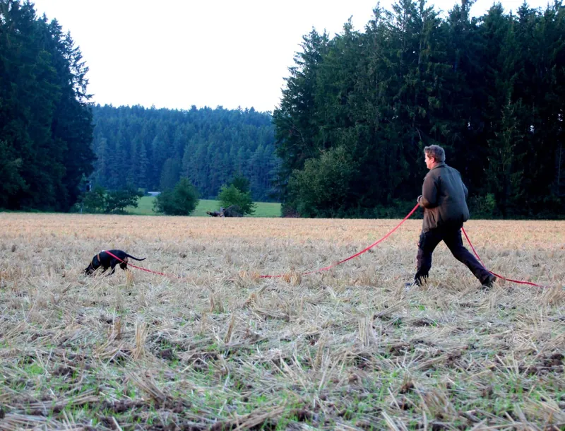Jagdhund und Hundeführer bei der Fährtenarbeit mit langer roter Leine auf einem Feld