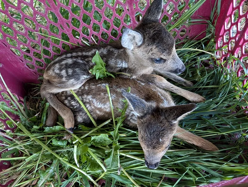 Zwei Rehkitze auf Gras in einer Sicherungsbox während der Kitzrettung