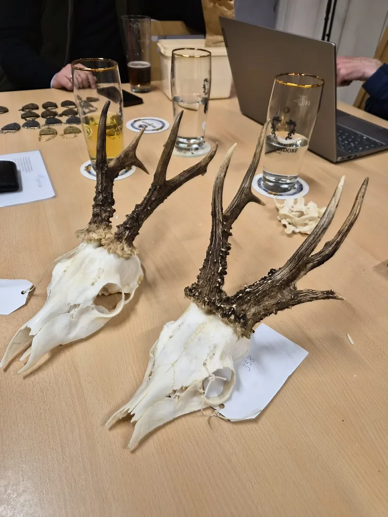 Rehbockgehörne auf dem Tisch bei der Trophäenbewertung