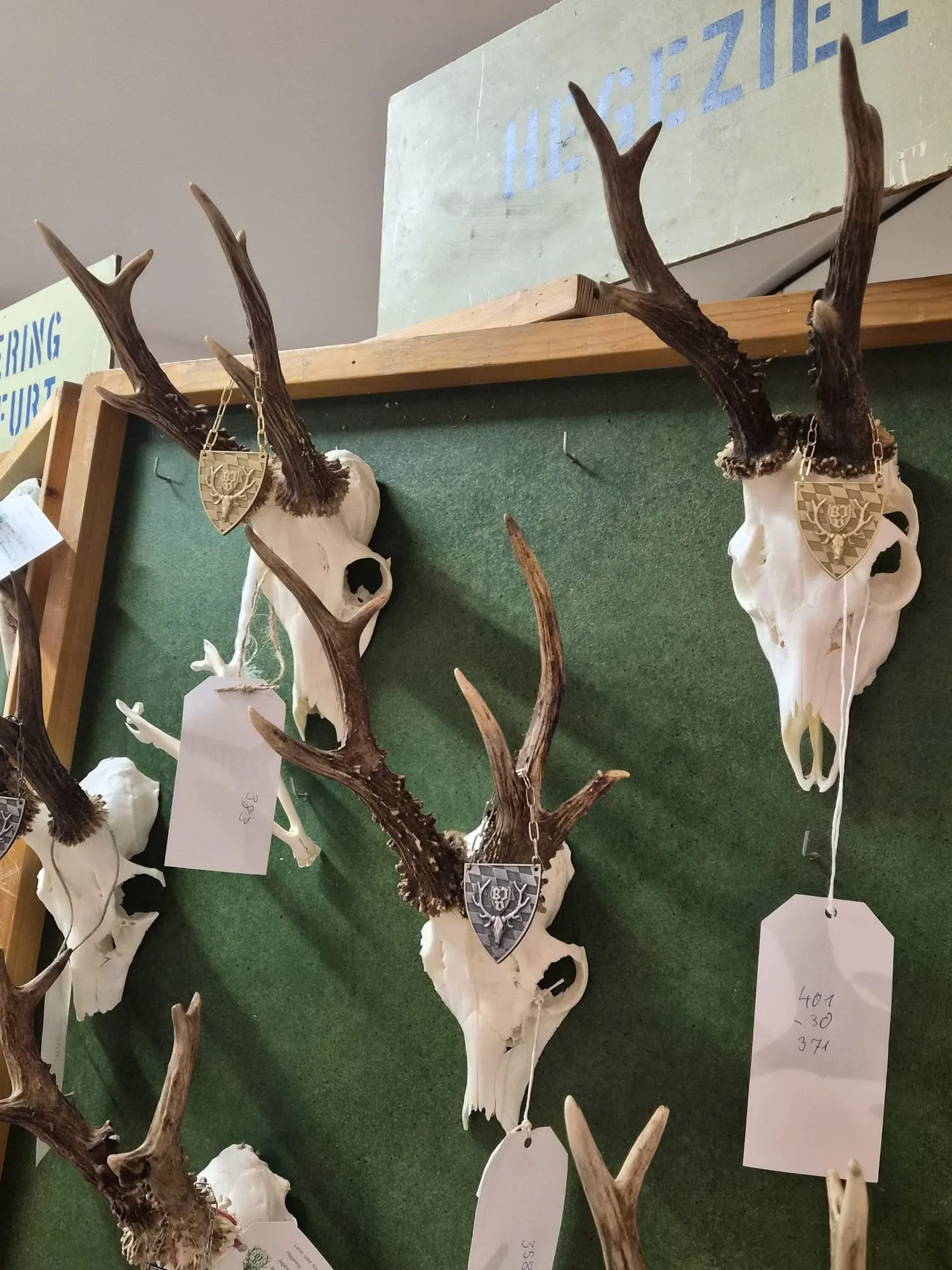 Einzelne Rehbockgehörne in der Ausstellung.