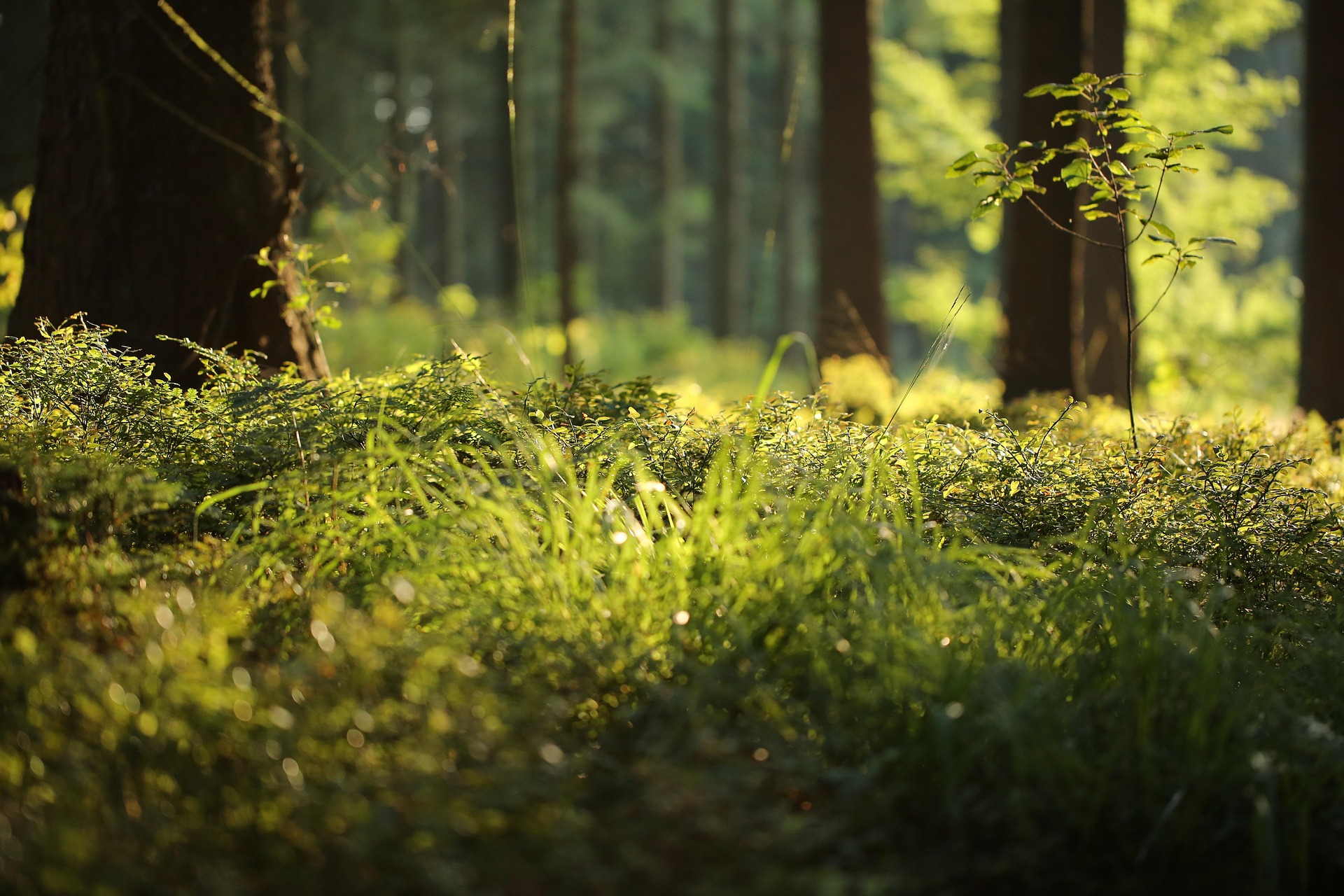 Sonnenlicht auf dem bewachsenen Waldboden